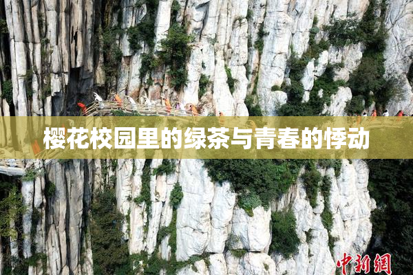 樱花校园里的绿茶与青春的悸动