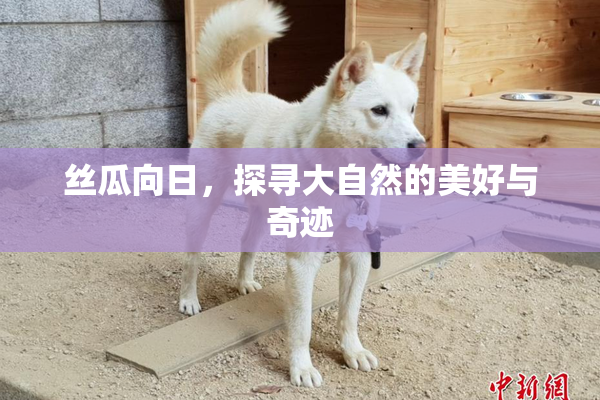 丝瓜向日，探寻大自然的美好与奇迹