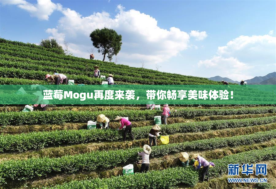 蓝莓Mogu再度来袭，带你畅享美味体验！