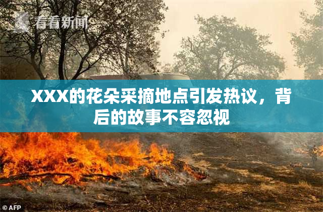 XXX的花朵采摘地点引发热议，背后的故事不容忽视