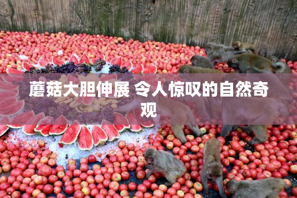 蘑菇大胆伸展 令人惊叹的自然奇观