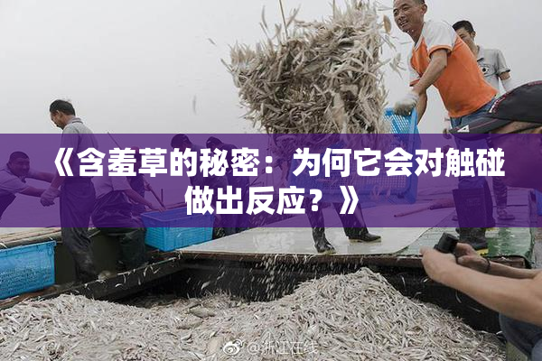 《含羞草的秘密：为何它会对触碰做出反应？》