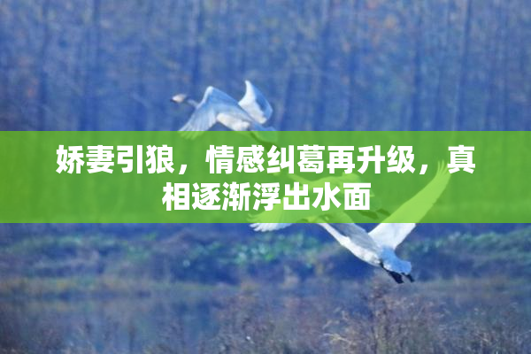 娇妻引狼，情感纠葛再升级，真相逐渐浮出水面