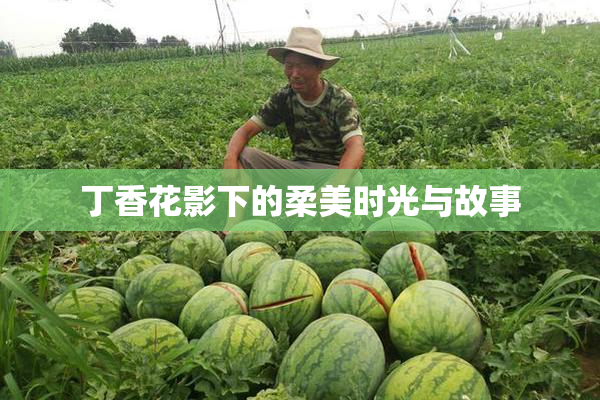 丁香花影下的柔美时光与故事