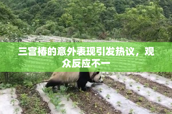 三宫椿的意外表现引发热议，观众反应不一