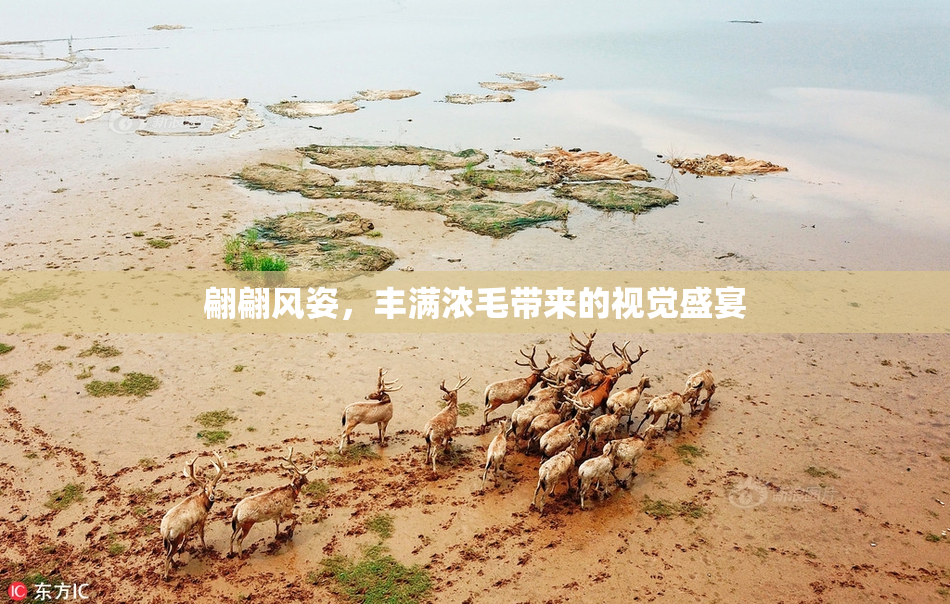 翩翩风姿，丰满浓毛带来的视觉盛宴