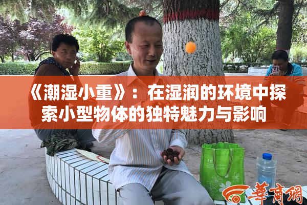 《潮湿小重》：在湿润的环境中探索小型物体的独特魅力与影响