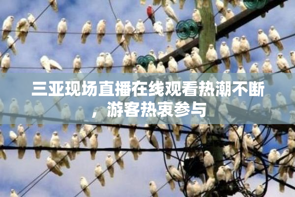 三亚现场直播在线观看热潮不断，游客热衷参与