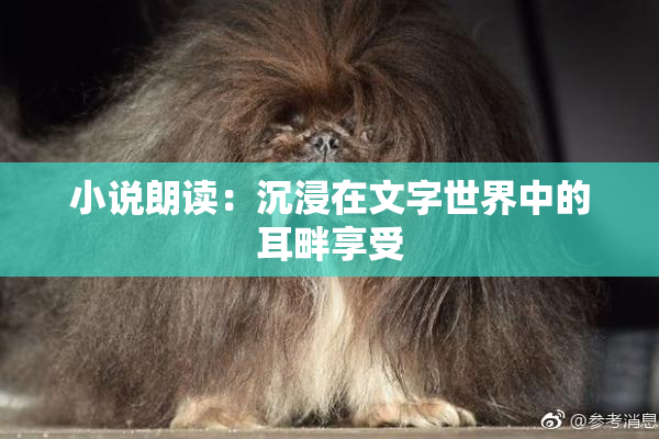小说朗读：沉浸在文字世界中的耳畔享受
