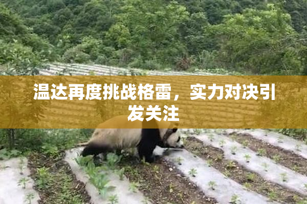 温达再度挑战格雷，实力对决引发关注