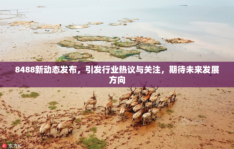 8488新动态发布，引发行业热议与关注，期待未来发展方向