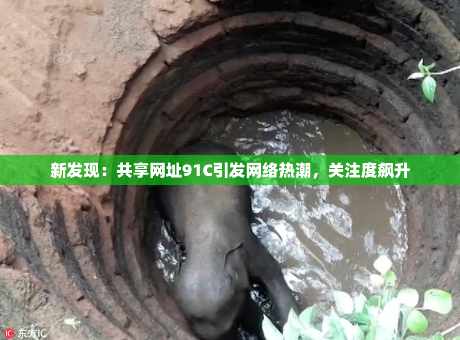 新发现：共享网址91C引发网络热潮，关注度飙升