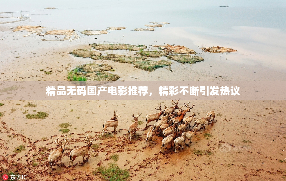 精品无码国产电影推荐，精彩不断引发热议