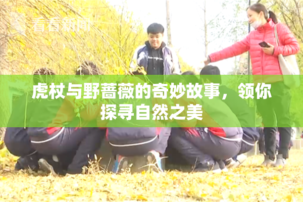 虎杖与野蔷薇的奇妙故事，领你探寻自然之美