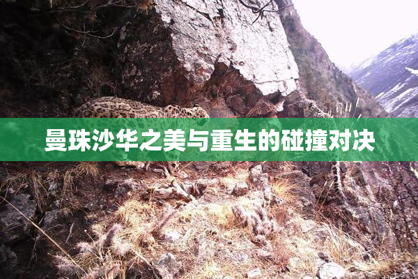 曼珠沙华之美与重生的碰撞对决