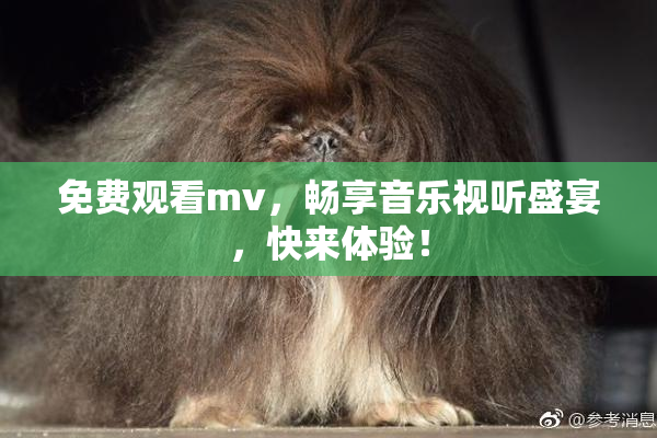 免费观看mv，畅享音乐视听盛宴，快来体验！