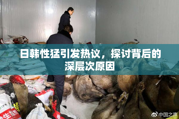 日韩性猛引发热议，探讨背后的深层次原因