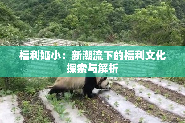 福利姬小：新潮流下的福利文化探索与解析