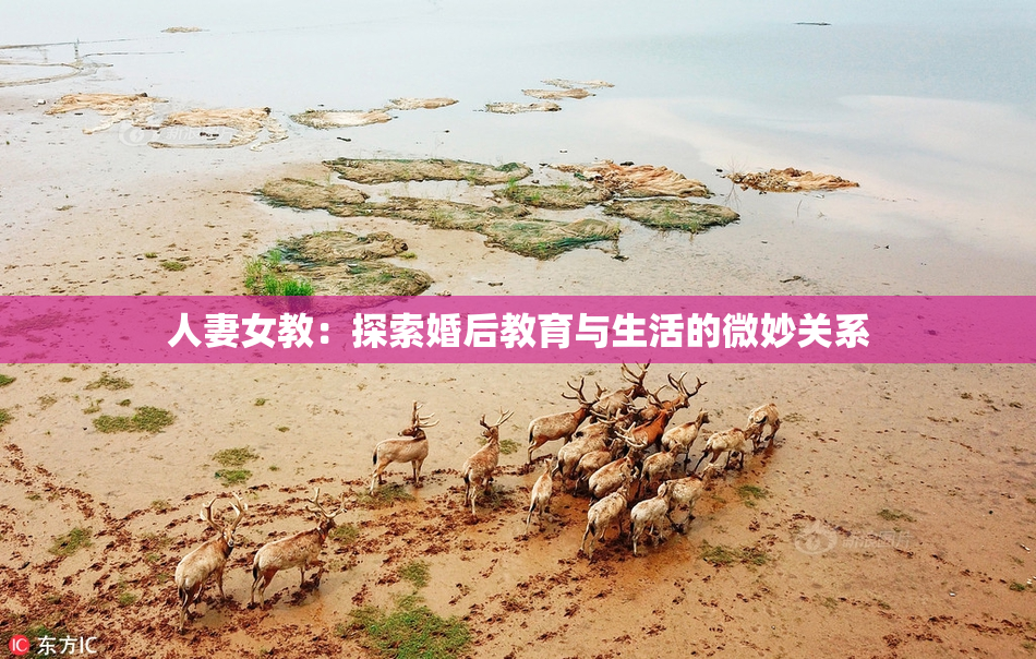 人妻女教：探索婚后教育与生活的微妙关系
