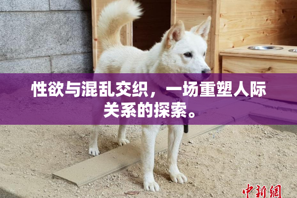 性欲与混乱交织，一场重塑人际关系的探索。