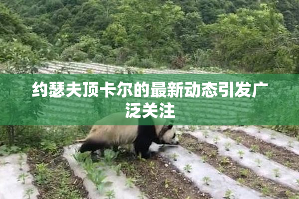 约瑟夫顶卡尔的最新动态引发广泛关注