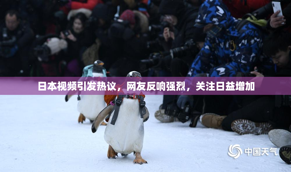日本视频引发热议，网友反响强烈，关注日益增加