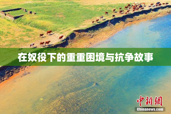 在奴役下的重重困境与抗争故事