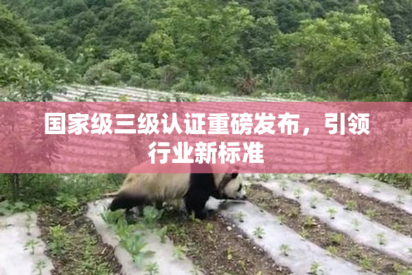 国家级三级认证重磅发布，引领行业新标准