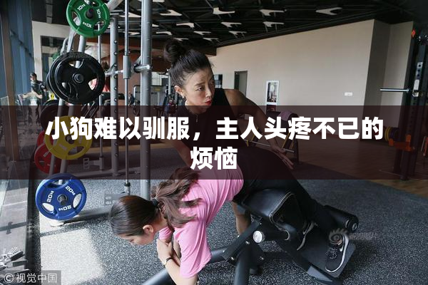 小狗难以驯服，主人头疼不已的烦恼