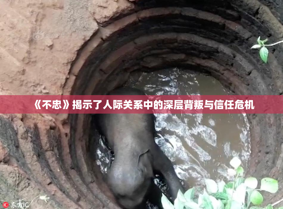 《不忠》揭示了人际关系中的深层背叛与信任危机