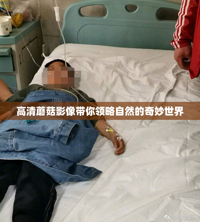 高清蘑菇影像带你领略自然的奇妙世界