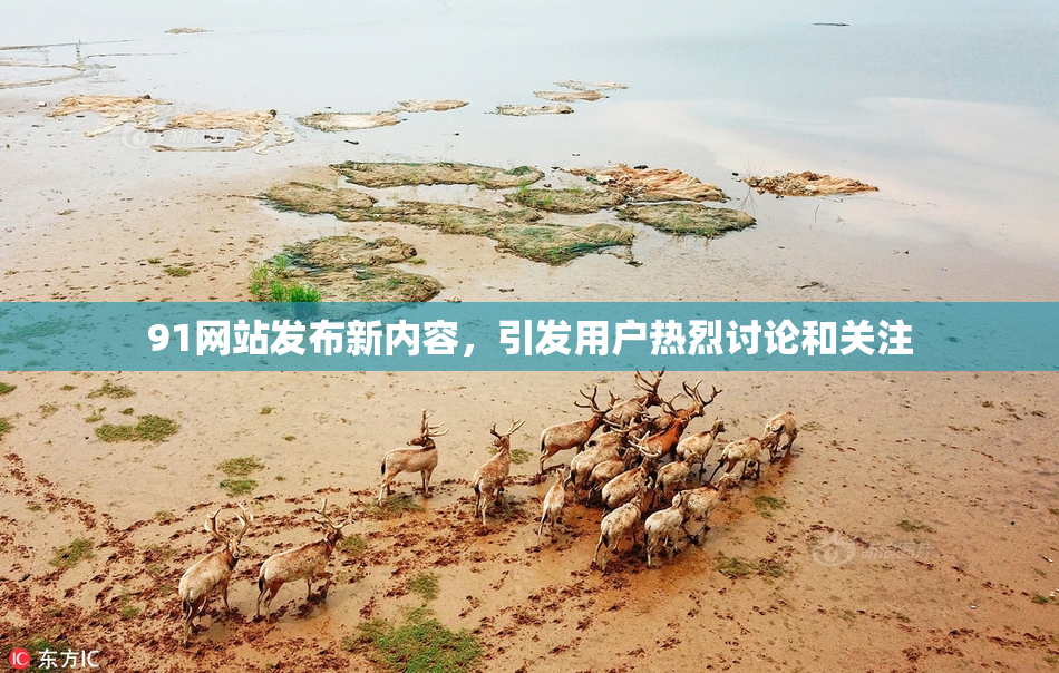 91网站发布新内容，引发用户热烈讨论和关注