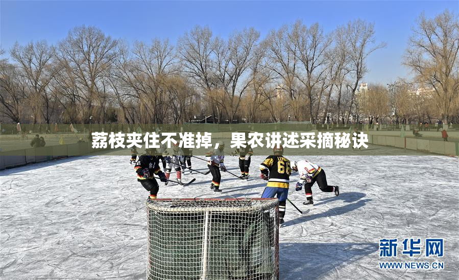 荔枝夹住不准掉，果农讲述采摘秘诀