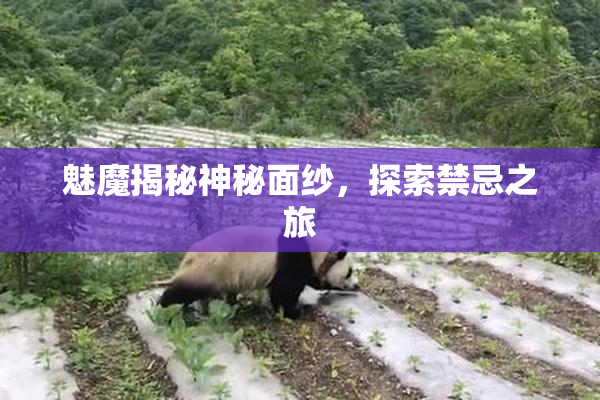 魅魔揭秘神秘面纱，探索禁忌之旅
