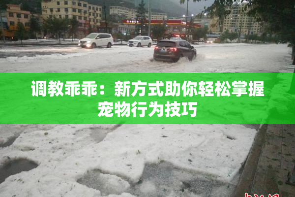 调教乖乖：新方式助你轻松掌握宠物行为技巧