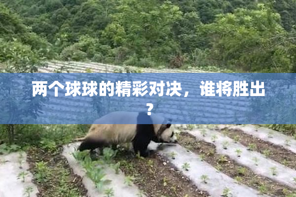 两个球球的精彩对决，谁将胜出？