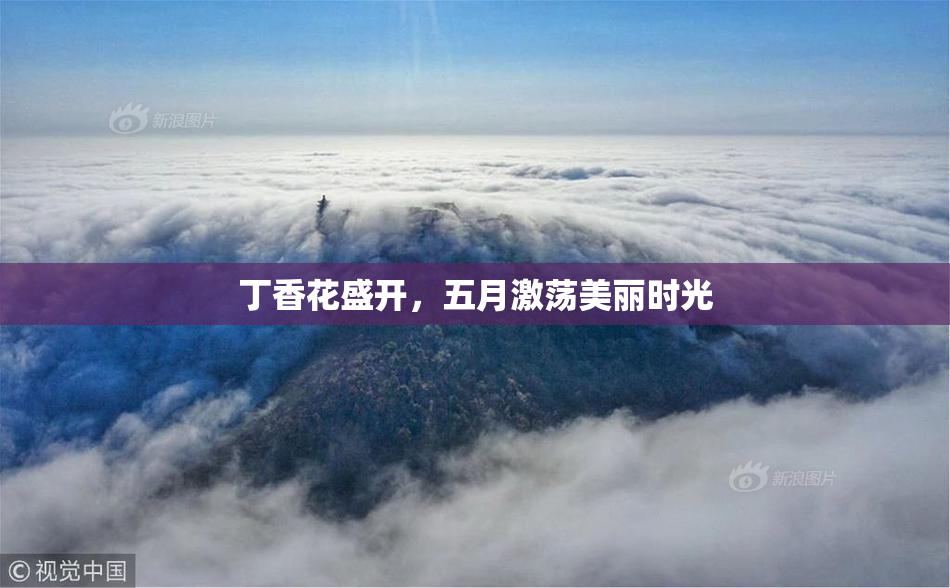 丁香花盛开，五月激荡美丽时光