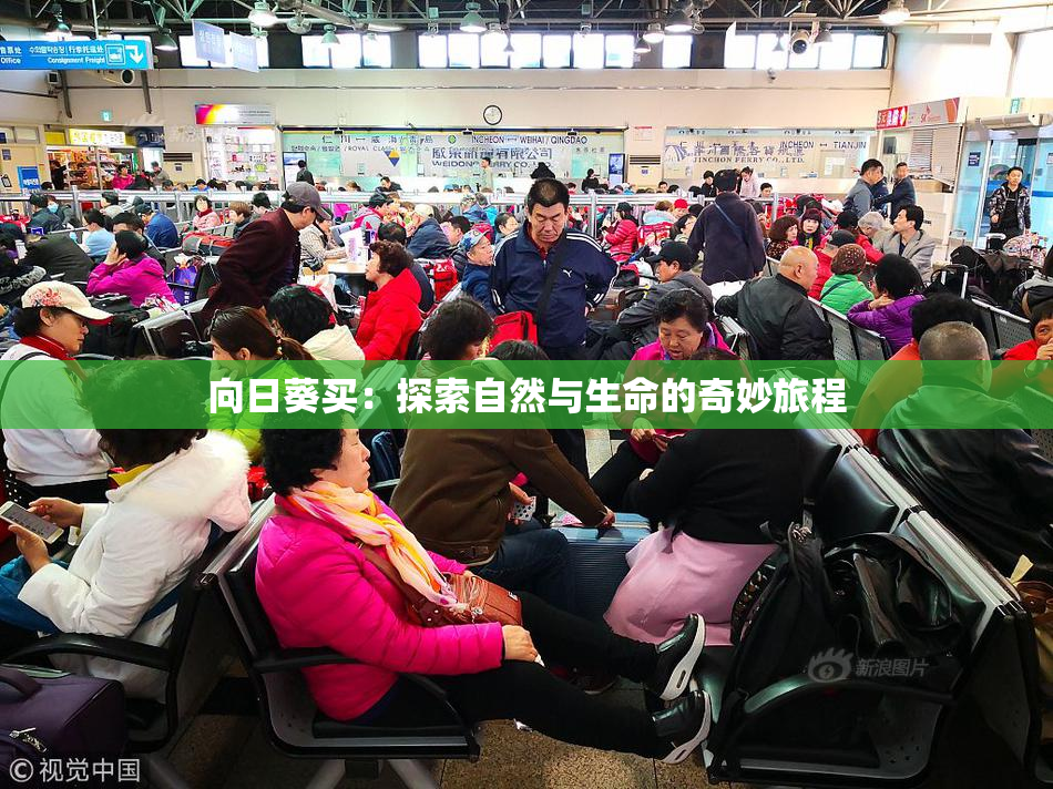 向日葵买：探索自然与生命的奇妙旅程