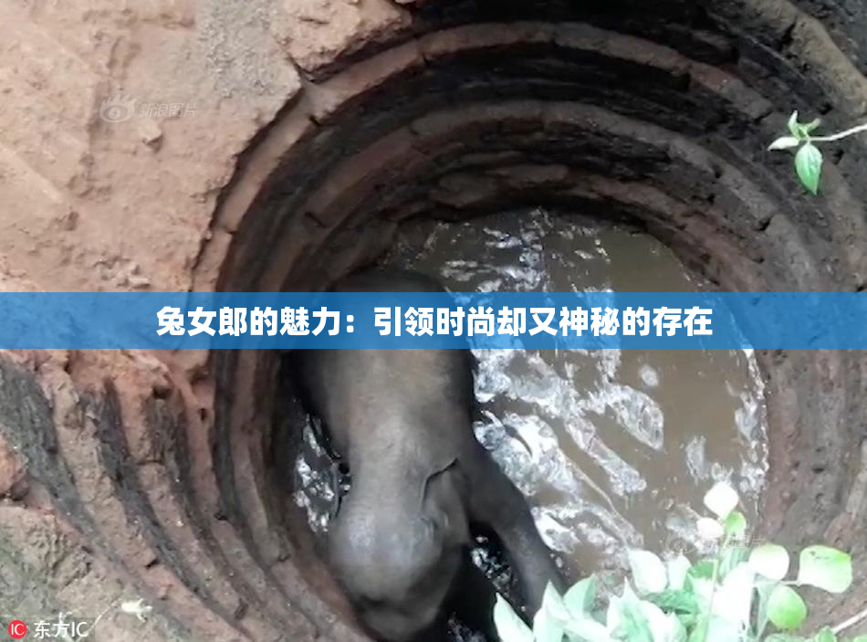 兔女郎的魅力：引领时尚却又神秘的存在