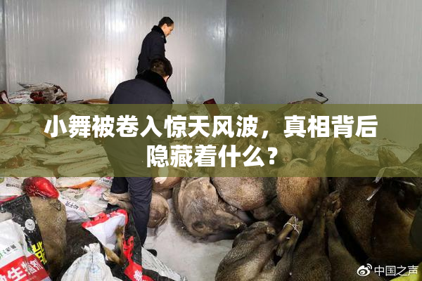 小舞被卷入惊天风波，真相背后隐藏着什么？