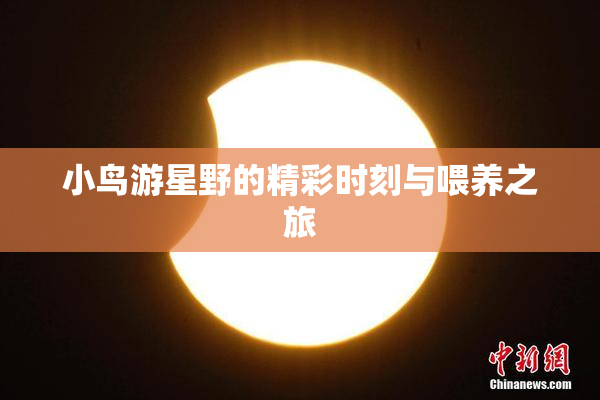 小鸟游星野的精彩时刻与喂养之旅