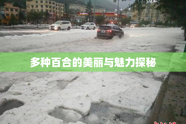 多种百合的美丽与魅力探秘
