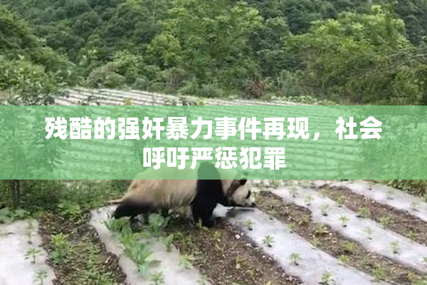 残酷的强奸暴力事件再现，社会呼吁严惩犯罪