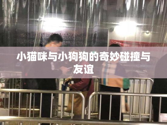 小猫咪与小狗狗的奇妙碰撞与友谊