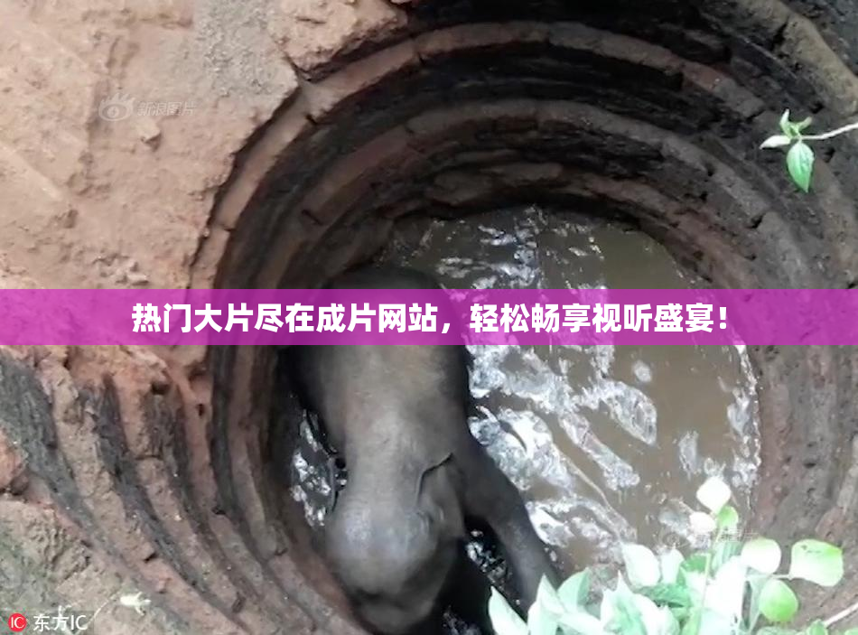 热门大片尽在成片网站，轻松畅享视听盛宴！