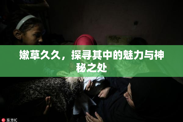 嫩草久久，探寻其中的魅力与神秘之处