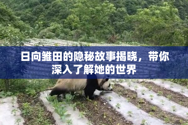 日向雏田的隐秘故事揭晓，带你深入了解她的世界