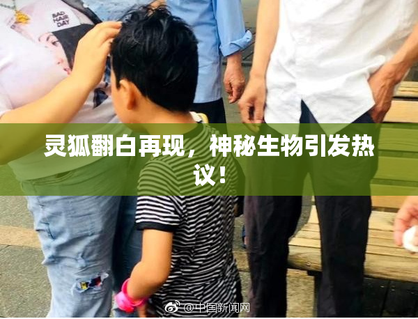 灵狐翻白再现，神秘生物引发热议！