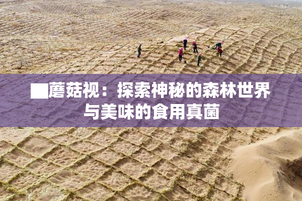 ▇蘑菇视：探索神秘的森林世界与美味的食用真菌