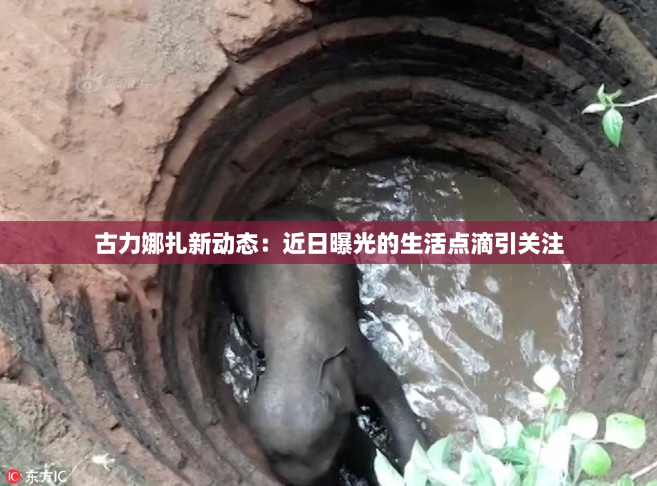 古力娜扎新动态：近日曝光的生活点滴引关注